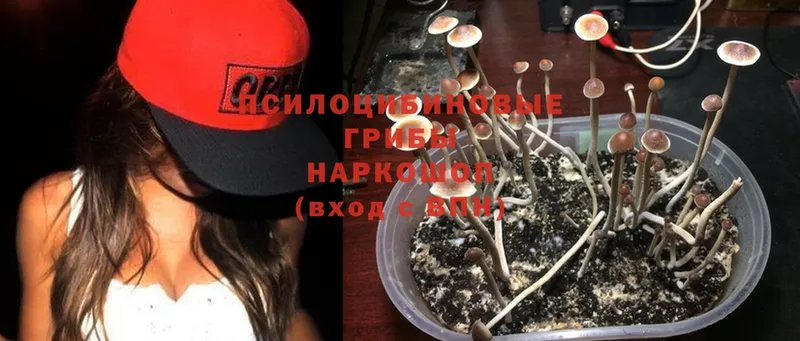 KRAKEN ONION  Велиж  Галлюциногенные грибы Psilocybine cubensis  цены  